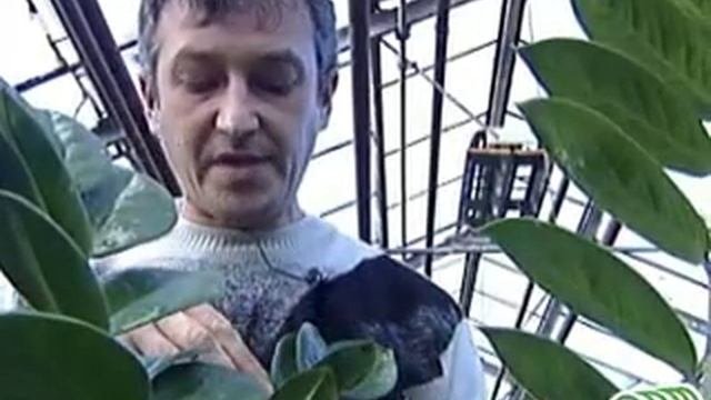 59 Комнатные растения - лечение