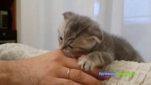 Котенок гавкает. Шотландский вислоухий.