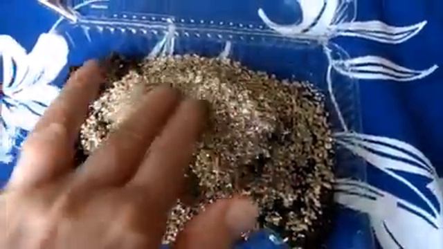 Сажаю петунии. Грядок пока нет, а цветы можно выращивать в емкостях разного размера в красивых кашп смотреть онлайн