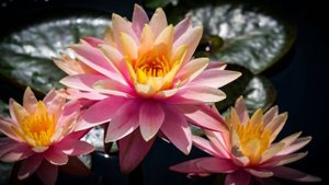 Dean and Dudley Evenson. WATER LILY NYMPHS