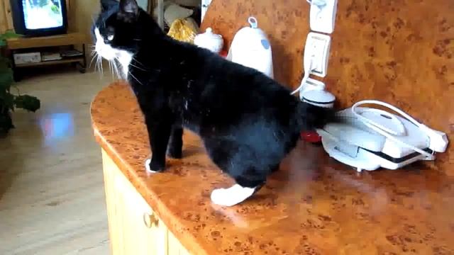 Кошка Котя - Зарядка для хвоста смотреть онлайн