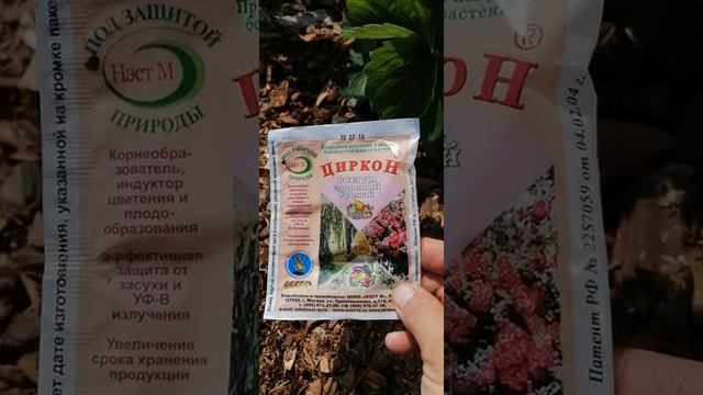 Клубника. Циркон при цветении клубники