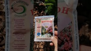 Клубника. Циркон при цветении клубники