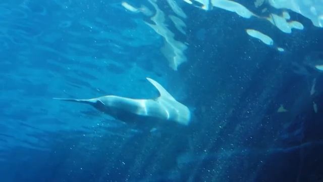 Дельфин плывет. Исцеляющий голос дельфина / Dolphin swims. The healing voice of a Dolphin смотреть онлайн