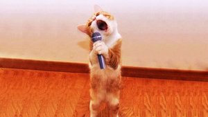 СМЕШНЫЕ ПРИКОЛЫ С ЖИВОТНЫМИ КОТАМИ И КОШКАМИ 2022