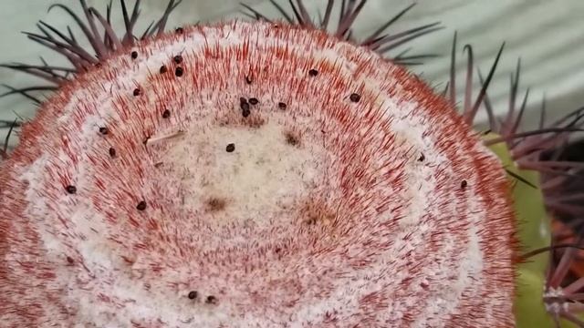 MELOCACTUS CACTUS IN GREENHOUSE смотреть онлайн