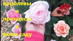 Обзор роз, розы  новинки, розы в саду.