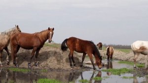Тайная жизнь домашних животных в дикой природе. Лошади, овцы, коровы.