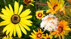 СУПЕР НЕПРИХОТЛИВЫЙ и ЯРКИЙ ЦВЕТОК! ЦВЕТЕТ ОБИЛЬНО и НЕУСТАННО до МОРОЗОВ