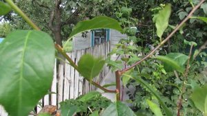 Прививка Алычи (за год выросла до 2 м)