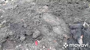 Проверяю подзимние посевы в ящике