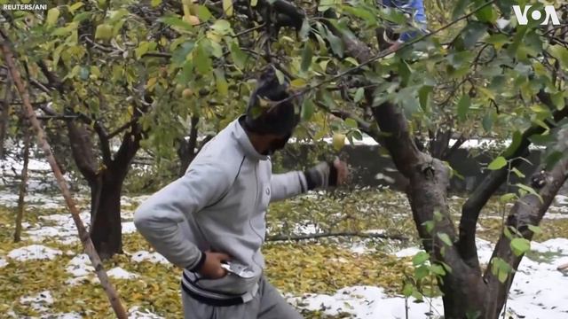 Heavy Snowfall in India’s Kashmir Destroys Apple Orchards смотреть онлайн