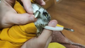 Распаковка птицы