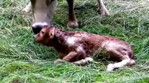 Корова родила двух телят.