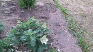 Гортензия метельчатая Пинки Винки в моём саду, описание и характеристики этого сорта.