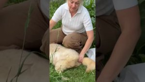 Сцеживание и уход за кобелем. Собака инвалид. #кошки #домашниеживотные #собаки