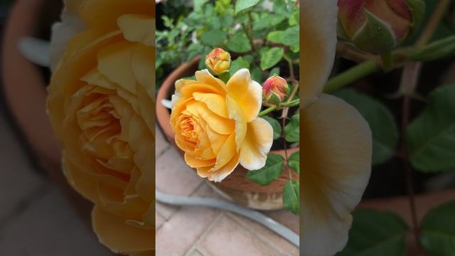 Beautiful Crown Princess Margareta Rose #rose #davidaustinroses #davidaustin #nature #roselovers