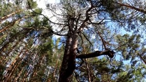 Хайкинг или Пешие походы по Ленинградской области. "Ладожское озеро- тропа  КОКОРЕВСКАЯ".