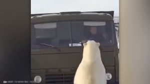 Встречи Людей С ДИКИМИ Животными! 30 Случаев Которые Попали На Камеру!