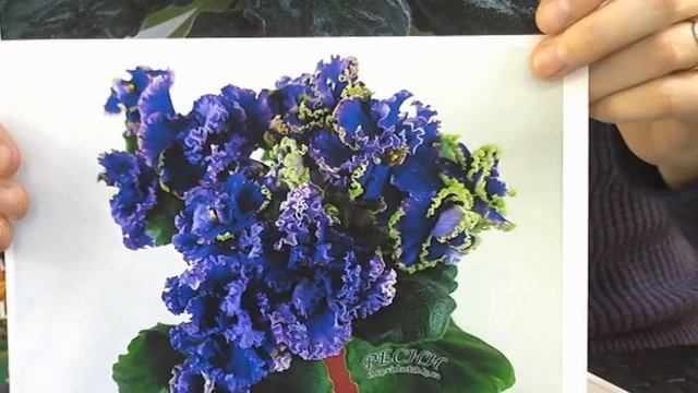 V съезд селекционеров в ДФ. Новинки С.Репкиной