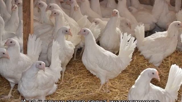 Куры Супер Ник смотреть онлайн