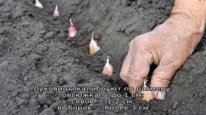 Как правильно и на какую глубину сажать лук на зиму