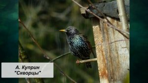 А. Куприн "Скворцы"