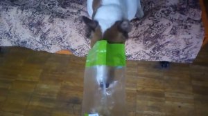 Шкет и лакомство.mp4