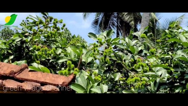 Tropical Fruit Farm | Lychee, Longan, Rambutan | rambutan krishi malayalam | green village channel смотреть онлайн