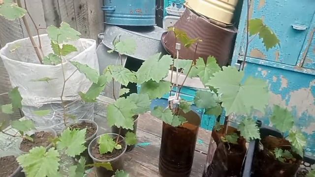 Как вырастить виноград из косточки. смотреть онлайн