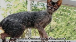 Ликой кошка или кот-оборотень