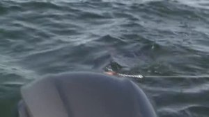 Costa Del Mar Sunglasses: Saltbreak