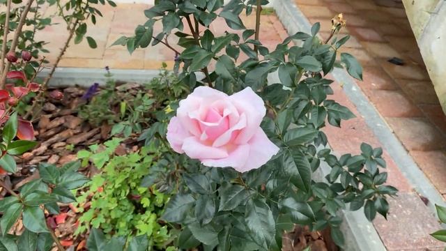 Роза Абе де Вальсент в ноябре на юге смотреть онлайн