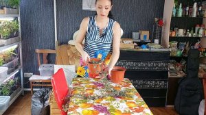 Церопегия Вуда. Как разместить в кашпо