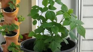 Малина на подоконнике. Часть 2.