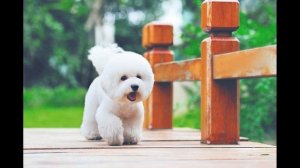Всё о породе собак Бишон Фризе. Рубрика породы собак | Matvey Pets.