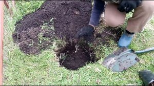 Planting Wisteria sinensis Глициния китайская.