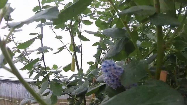 Big Plant Nursery - Ceanothus Arboreus 'Trewithen Blue'