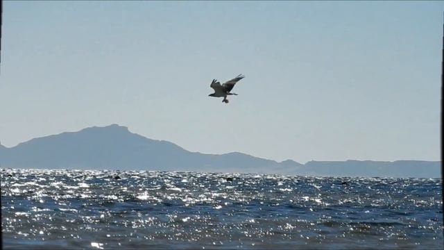 Напутствие 1. Тихая гавань Души. Карты Шивы - Школа Высочайшей Мудрости. смотреть онлайн