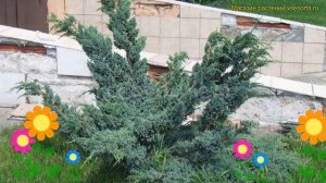 Можжевельник чешуйчатый Мейери Компакта. Краткий обзор, описание juniperus squamata Meyeri Compacta