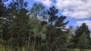 4 июня народный праздник День Василиска. Опасный день.Народные приметы и традиции. Запреты дня.