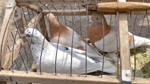 Птичий рынок г. Ташкент - ГОЛУБИ (24.04.2021) / Uzbek Pigeons