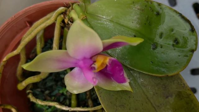 Phalaenopsis bellina смотреть онлайн