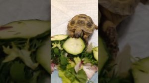 Как узнать возраст и пол вашей черепахи