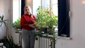 Как размножать герань. Делаю так всегда. Цветов море. Девать потом некуда!.