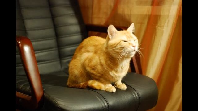 Nikon d80 tethered capture movie test смотреть онлайн