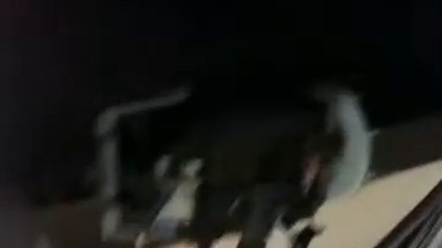 LASER BOLOMETER смотреть онлайн