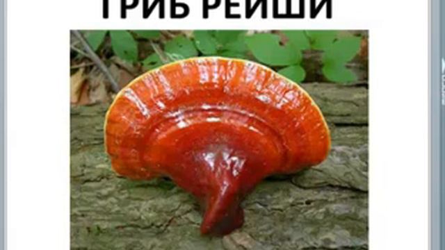 Состав кофе Органо Голд www dtn kofeklub ru смотреть онлайн