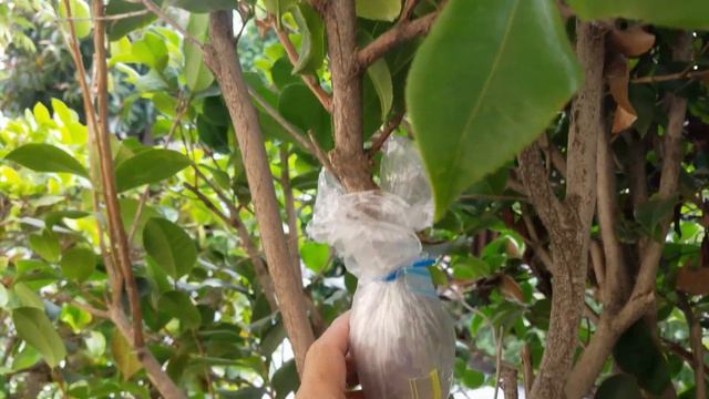 Can I root and propagate Camellia branches using air layering technique? (空中压条成功生根繁殖多种茶花品系) смотреть онлайн