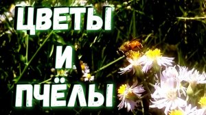 Цветы и пчёлы